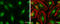 CREB Binding Protein antibody, GTX101249, GeneTex, Immunofluorescence image 