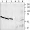 Neuropeptide Y Receptor Y4 antibody, PA5-77518, Invitrogen Antibodies, Western Blot image 