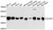 OCIA Domain Containing 1 antibody, abx126289, Abbexa, Western Blot image 