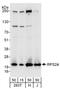 Ribosomal Protein S24 antibody, A303-842A, Bethyl Labs, Western Blot image 