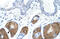 Vesicle transport protein USE1 antibody, 28-655, ProSci, Immunohistochemistry frozen image 