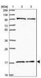 Pyrin And HIN Domain Family Member 1 antibody, NBP2-13835, Novus Biologicals, Western Blot image 