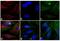 Mouse IgG antibody, 31663, Invitrogen Antibodies, Immunofluorescence image 