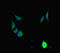 Helicase For Meiosis 1 antibody, LS-C678199, Lifespan Biosciences, Immunofluorescence image 