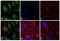 Rabbit IgG antibody, SA5-10038, Invitrogen Antibodies, Immunofluorescence image 