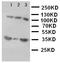 Integrin Binding Sialoprotein antibody, LS-C313026, Lifespan Biosciences, Western Blot image 