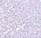 Calcium Homeostasis Modulator 1 antibody, GTX85207, GeneTex, Immunohistochemistry paraffin image 