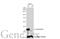 Annexin A2 antibody, GTX101902, GeneTex, Western Blot image 