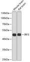 Interferon Regulatory Factor 3 antibody, GTX54366, GeneTex, Western Blot image 