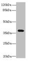 Platelet-activating factor receptor antibody, A63250-100, Epigentek, Western Blot image 