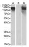 Cadherin 11 antibody, AP21504PU-N, Origene, Western Blot image 