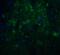 Nicastrin antibody, 3985, ProSci Inc, Immunofluorescence image 