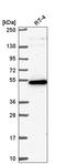 G-Patch Domain Containing 4 antibody, HPA054319, Atlas Antibodies, Western Blot image 