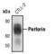 Perforin 1 antibody, PA5-17431, Invitrogen Antibodies, Western Blot image 