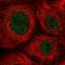 Zinc Finger Protein 22 antibody, HPA054893, Atlas Antibodies, Immunofluorescence image 