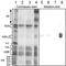 H2A Histone Family Member Z antibody, ab18262, Abcam, Western Blot image 