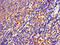Fermitin family homolog 3 antibody, LS-C677935, Lifespan Biosciences, Immunohistochemistry paraffin image 