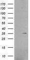 Ring Finger Protein 144B antibody, TA500722, Origene, Western Blot image 
