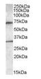 EDL antibody, orb20030, Biorbyt, Western Blot image 