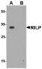 Rab-interacting lysosomal protein antibody, LS-B8816, Lifespan Biosciences, Western Blot image 