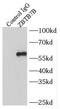 Zinc finger and BTB domain-containing protein 7B antibody, FNab09598, FineTest, Immunoprecipitation image 