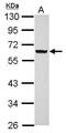 Ankyrin Repeat Domain 53 antibody, PA5-32076, Invitrogen Antibodies, Western Blot image 
