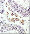 M6PR antibody, TA336637, Origene, Immunohistochemistry paraffin image 