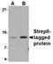 Strep Tag II antibody, orb74885, Biorbyt, Western Blot image 