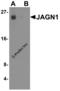 Jagunal Homolog 1 antibody, 8367, ProSci, Western Blot image 