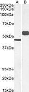 Purinergic Receptor P2Y12 antibody, CL7740AP, Cedarlane Labs, Western Blot image 