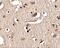 SLIT And NTRK Like Family Member 2 antibody, NBP2-81841, Novus Biologicals, Immunohistochemistry frozen image 