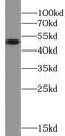 Leukocyte Immunoglobulin Like Receptor B4 antibody, FNab10516, FineTest, Western Blot image 