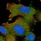 Serine/Threonine Kinase 16 antibody, HPA029450, Atlas Antibodies, Immunofluorescence image 