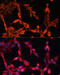 Solute Carrier Family 25 Member 23 antibody, 15-495, ProSci, Immunofluorescence image 