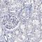 A-Kinase Anchoring Protein 3 antibody, PA5-58920, Invitrogen Antibodies, Immunohistochemistry paraffin image 