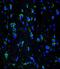 Internexin Neuronal Intermediate Filament Protein Alpha antibody, LS-C165235, Lifespan Biosciences, Immunofluorescence image 