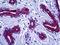 Keratin 8 antibody, orb94843, Biorbyt, Immunohistochemistry paraffin image 