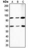 ETS2 Repressor Factor antibody, LS-C352166, Lifespan Biosciences, Western Blot image 
