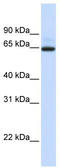 UDP Glucuronosyltransferase Family 1 Member A7 antibody, TA331082, Origene, Western Blot image 