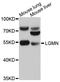 Legumain antibody, abx126093, Abbexa, Western Blot image 