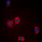 Akt antibody, LS-C354521, Lifespan Biosciences, Immunofluorescence image 