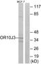 Olfactory Receptor Family 10 Subfamily J Member 3 antibody, A18868, Boster Biological Technology, Western Blot image 
