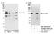 Serine/threonine-protein phosphatase 4 regulatory subunit 1 antibody, NB100-2875, Novus Biologicals, Western Blot image 