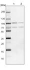 Forkhead Box P1 antibody, PA5-52006, Invitrogen Antibodies, Western Blot image 