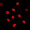 Adenylate Kinase 6 antibody, orb318968, Biorbyt, Immunofluorescence image 