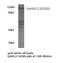 EPHB1 antibody, LS-C176595, Lifespan Biosciences, Western Blot image 