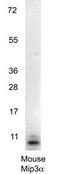 C-C Motif Chemokine Ligand 20 antibody, GTX48690, GeneTex, Western Blot image 
