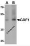 Growth Differentiation Factor 1 antibody, 7093, ProSci, Western Blot image 