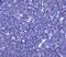 Toll Like Receptor 4 antibody, NBP1-78427, Novus Biologicals, Immunohistochemistry paraffin image 