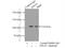 LIM domain and actin-binding protein 1 antibody, 16639-1-AP, Proteintech Group, Immunoprecipitation image 